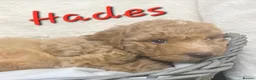 Cockapoo dogs for sale: Beautiful Home-Raised F1b toy Cockapoo Puppies  - Advert 21