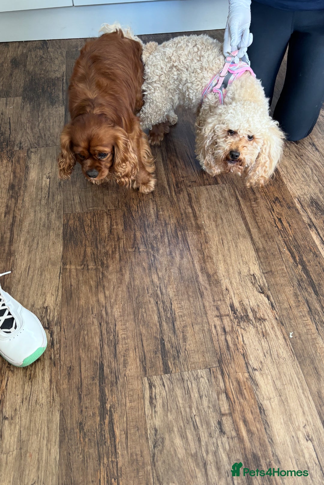 Cavapoo dogs for sale: Cavapoo pups ready to leave, forever homes only - Image 12