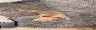 ​Red Collar (Female)