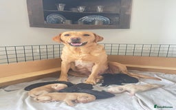 Labrador Retriever dogs for sale: Labrador retriever pups KC Registered - Image 2