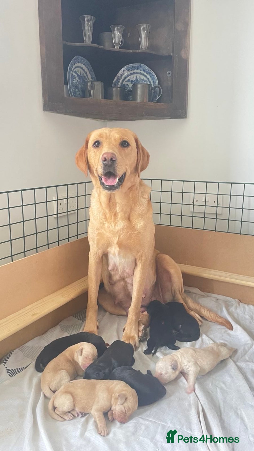 Labrador Retriever dogs for sale: Labrador retriever pups KC Registered - Image 2