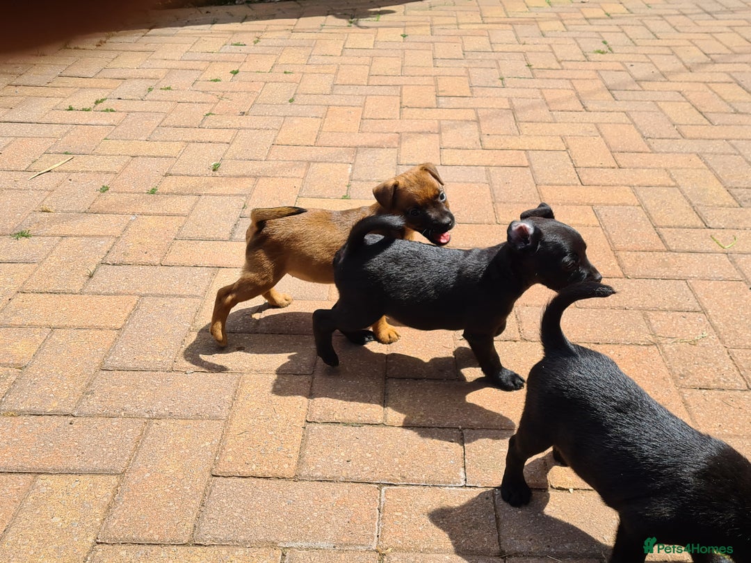 Mixed Breed dogs for sale: Border X Patterdale puppies  - Image 6