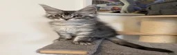 Maine Coon cats for sale: 🐾Three Beautiful Pedigree Maine Coon Boys🐾 - Advert 22