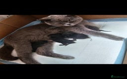 British Shorthair cats for sale: Stunning last British shorthair kitten  - Image 6