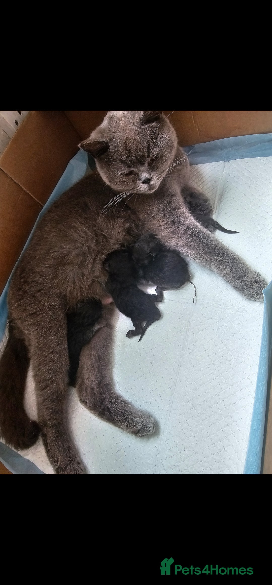 British Shorthair cats for sale: Stunning last British shorthair kitten  - Image 6