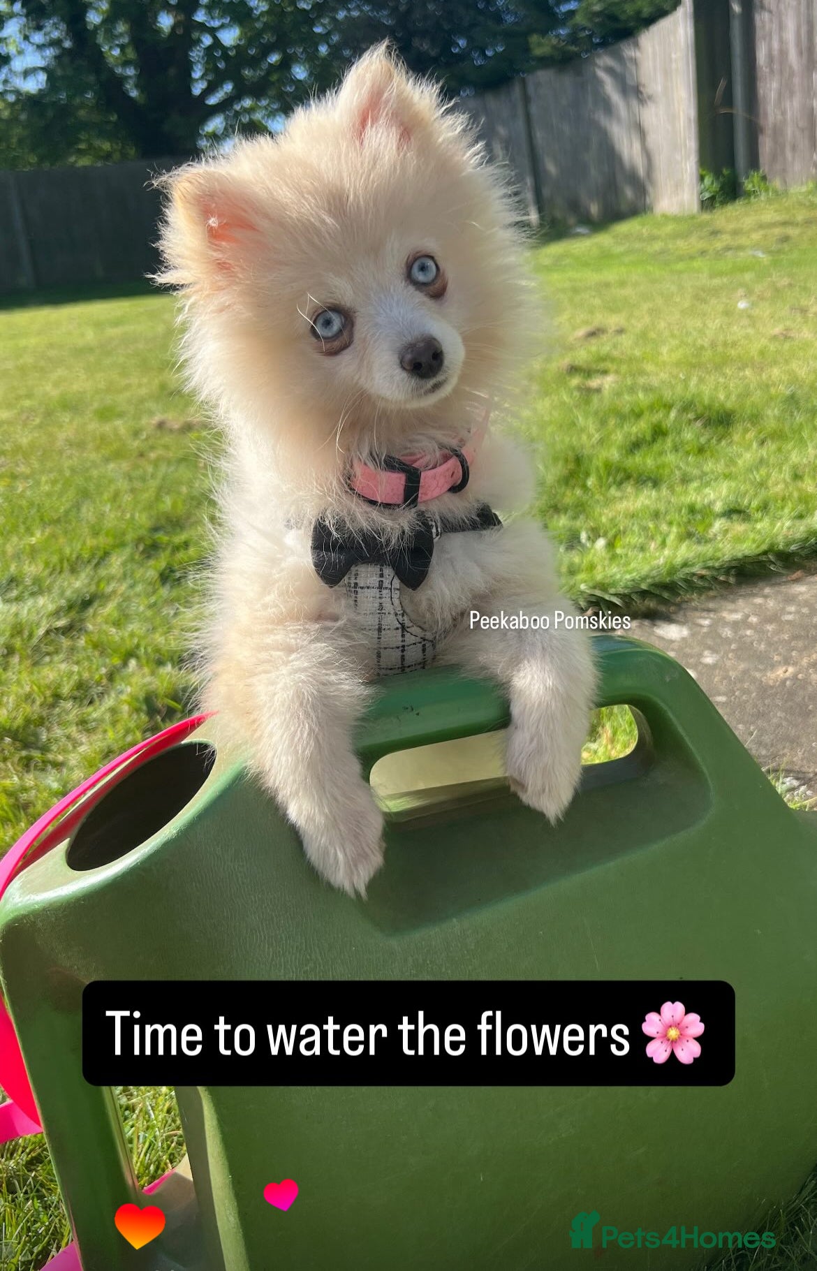 Pomsky dogs F4 TINY TOY Pomsky 1.3kg  - Advert 10