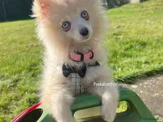 Pomsky dogs F4 TINY TOY Pomsky 1.3kg - Advert 10