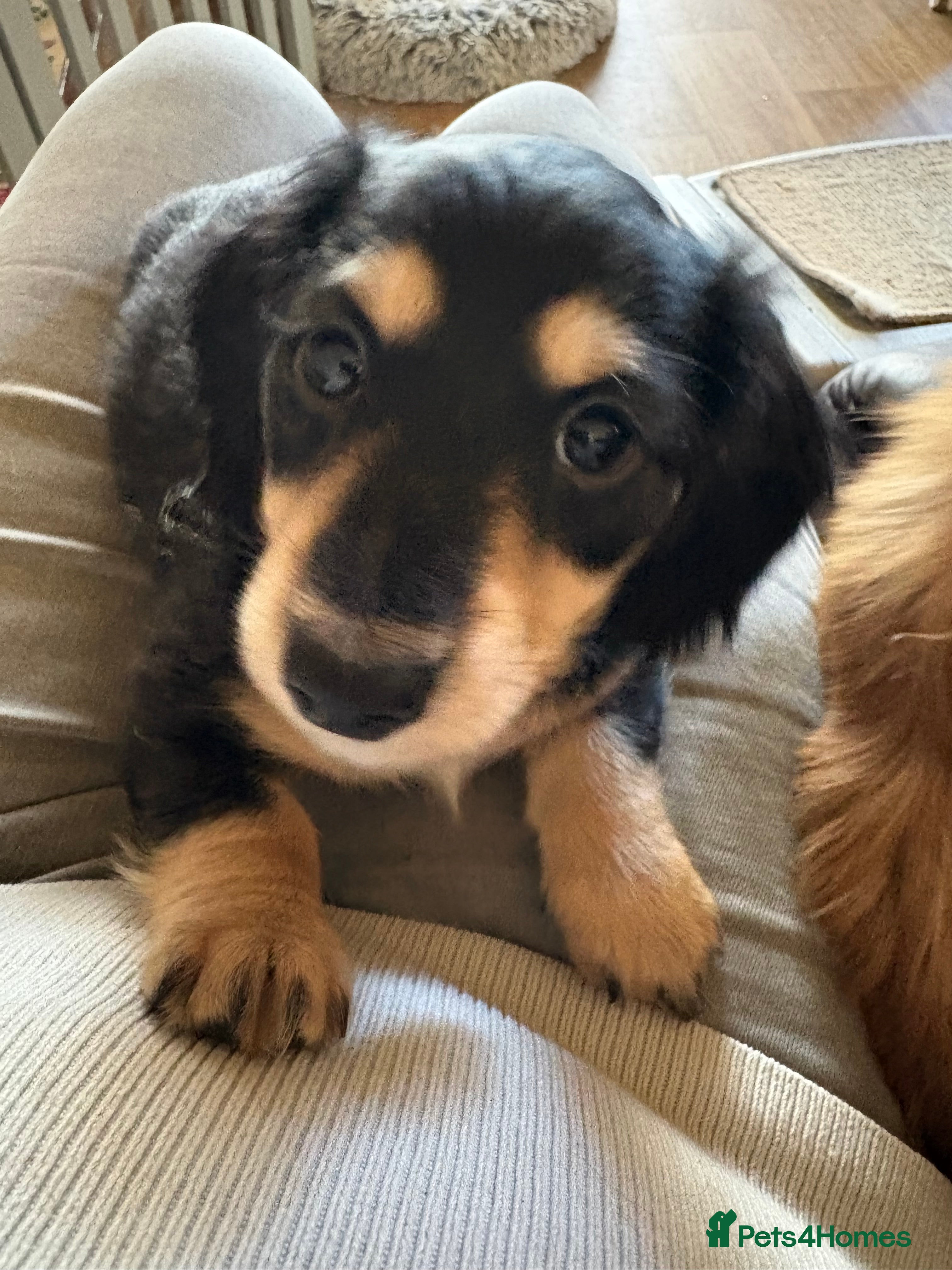 Miniature Dachshund dogs Stunning litter of Mini Long Haired Dachshunds - Advert 12