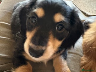 Miniature Dachshund dogs Stunning litter of Mini Long Haired Dachshunds - Advert 12