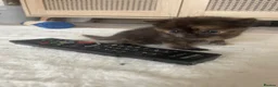 Mixed Breed cats for sale: Rag Doll Mixed Breed  in Manchester - Advert 1
