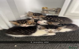 Mixed Breed cats for sale: Beautiful babies  - Image 2