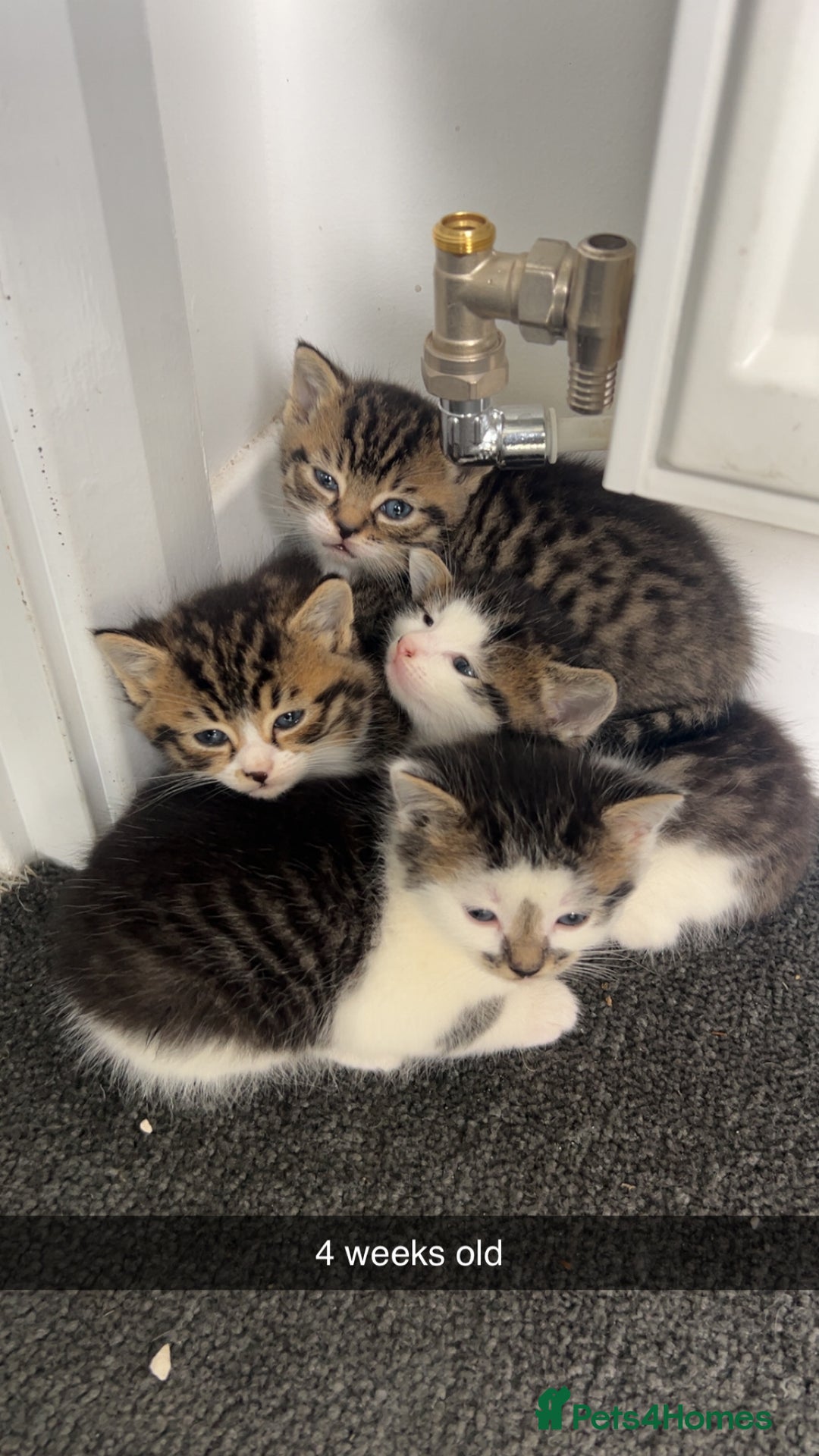 Mixed Breed cats for sale: Beautiful babies  - Image 2