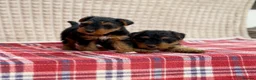 Welsh Terrier dogs for sale: BEAUTIFUL WELSH TERRIER PUPPIES  - Advert 12