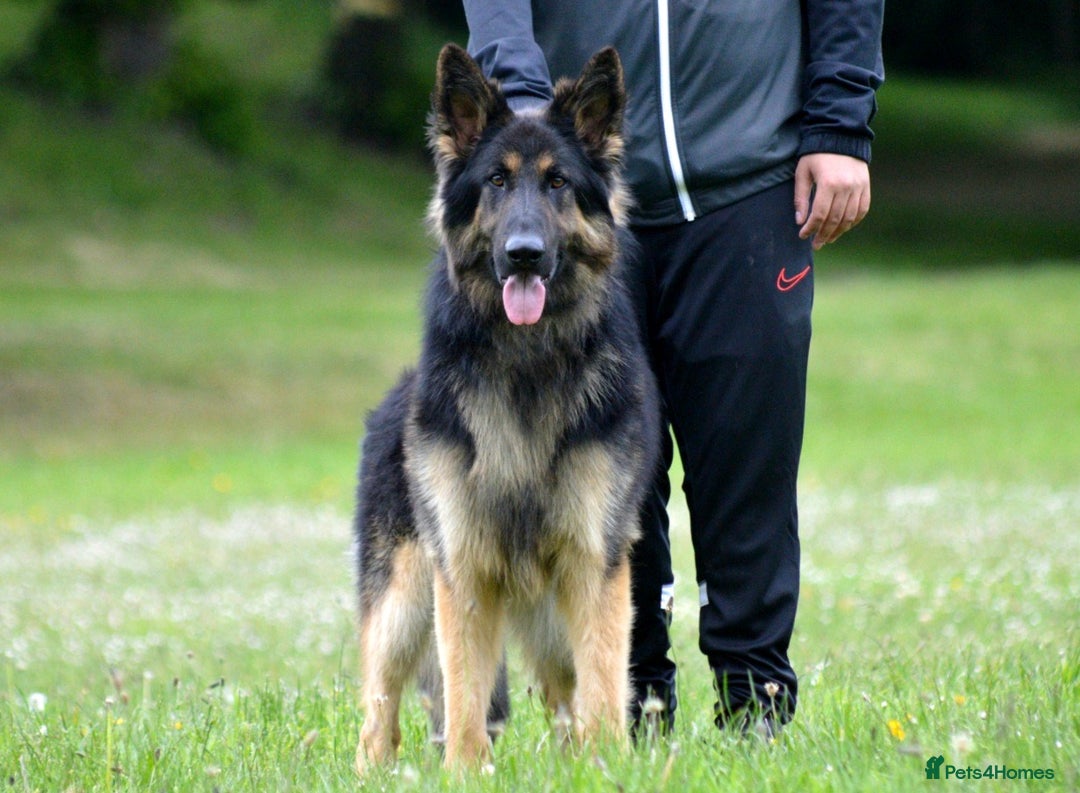 German Shepherd dogs for sale: KC Registered GSD Litter – 1 Male Available - Advert 20