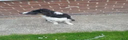 Border Collie dogs for sale: Enzo (11 months) - Advert 3