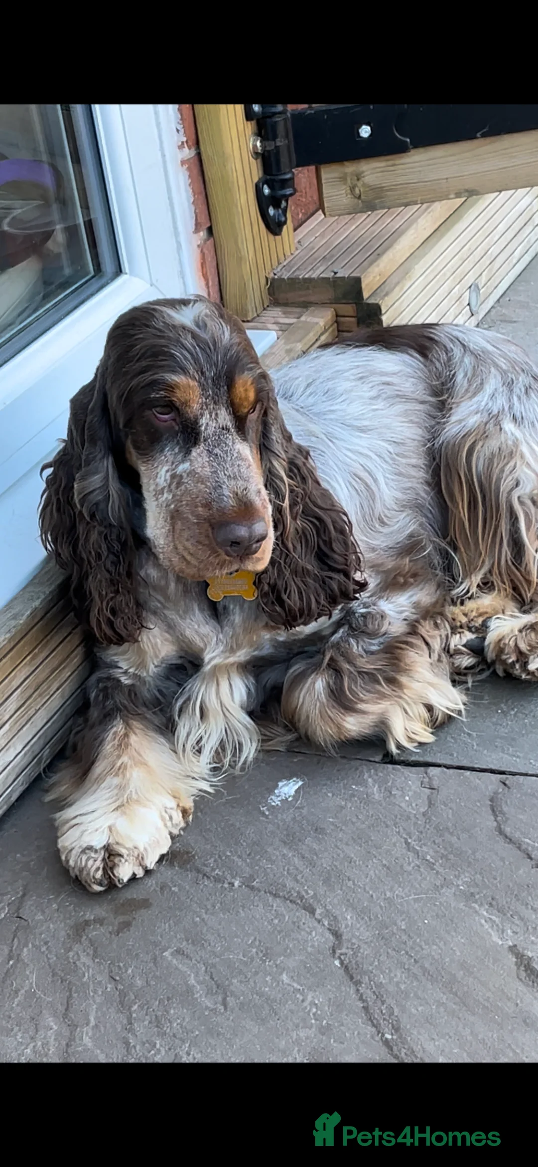 Cocker Spaniel dogs for stud: KC REG SHOW COCKER SPANIEL STUD in Gosport - Advert 6