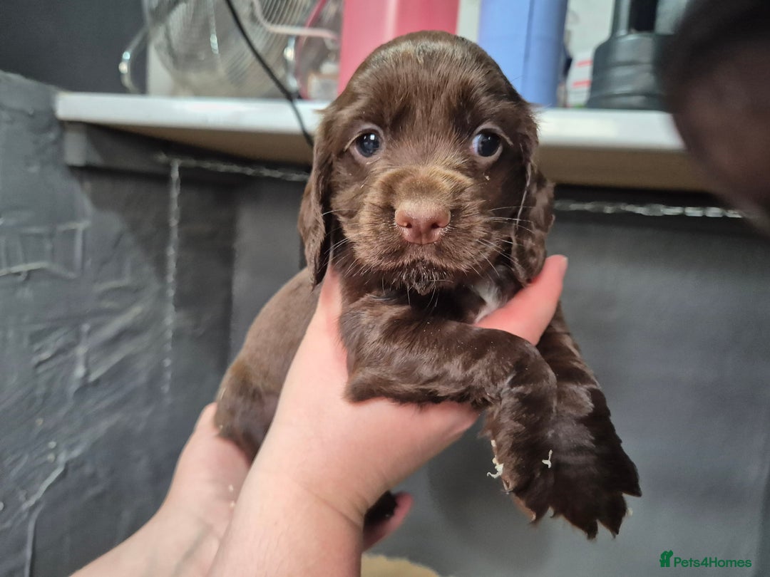 Cocker Spaniel dogs for sale: Cocker spaniel  - Image 3