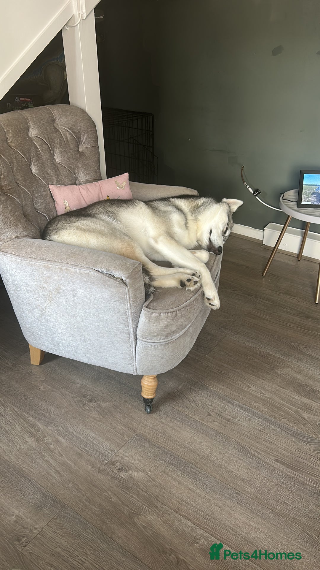Mixed Breed dogs for sale: 9 month old husky x puppy for sale  - Image 3