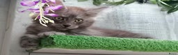 Maine Coon cats for sale: Beautiful female smoked tortie - Advert 10