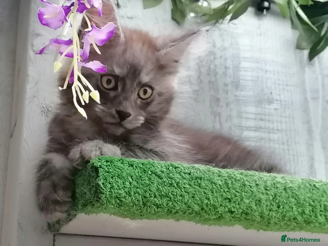 Maine Coon cats for sale: Beautiful female smoked tortie - Advert 11