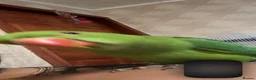 Ringnecks birds for sale: One year old and baby Indian ringneck  - Advert 3