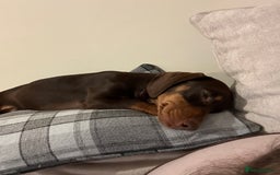 Miniature Dachshund dogs for sale: Miniature dachshund puppies  - Image 11