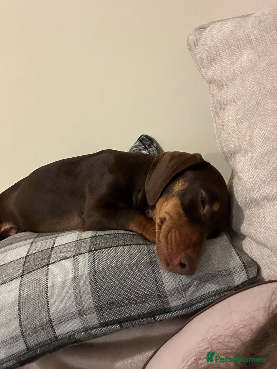 Miniature Dachshund dogs for sale: Miniature dachshund puppies  - Image 11