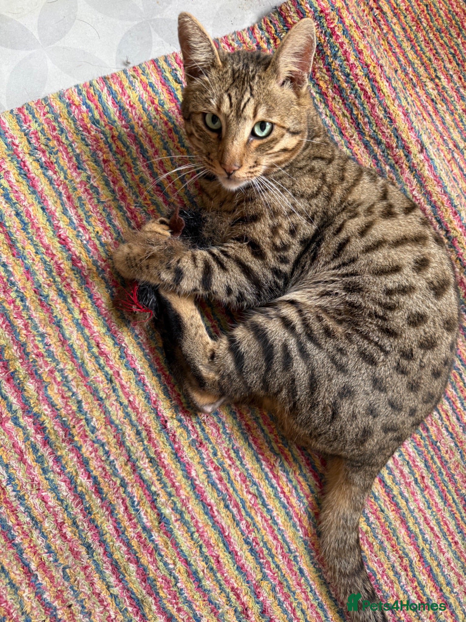 Savannah cats Male and female savannahs  - Advert 2
