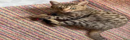 Savannah cats for sale: Male and female savannahs  - Advert 1