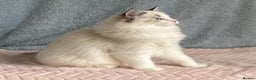 Ragdoll cats for sale: Playful Pedigree Ragdoll Kittens Available - Advert 18