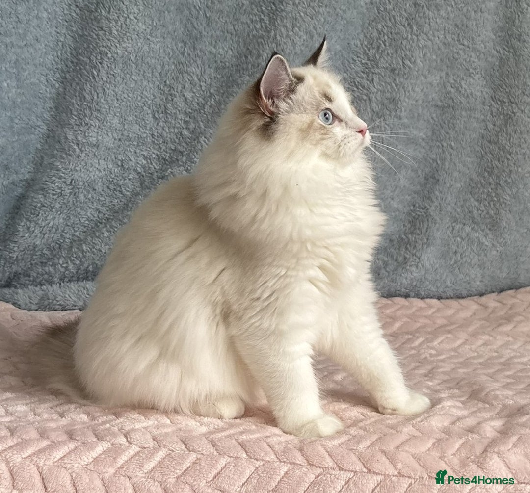 Ragdoll cats for sale: Playful Pedigree Ragdoll Kittens Available - Advert 18