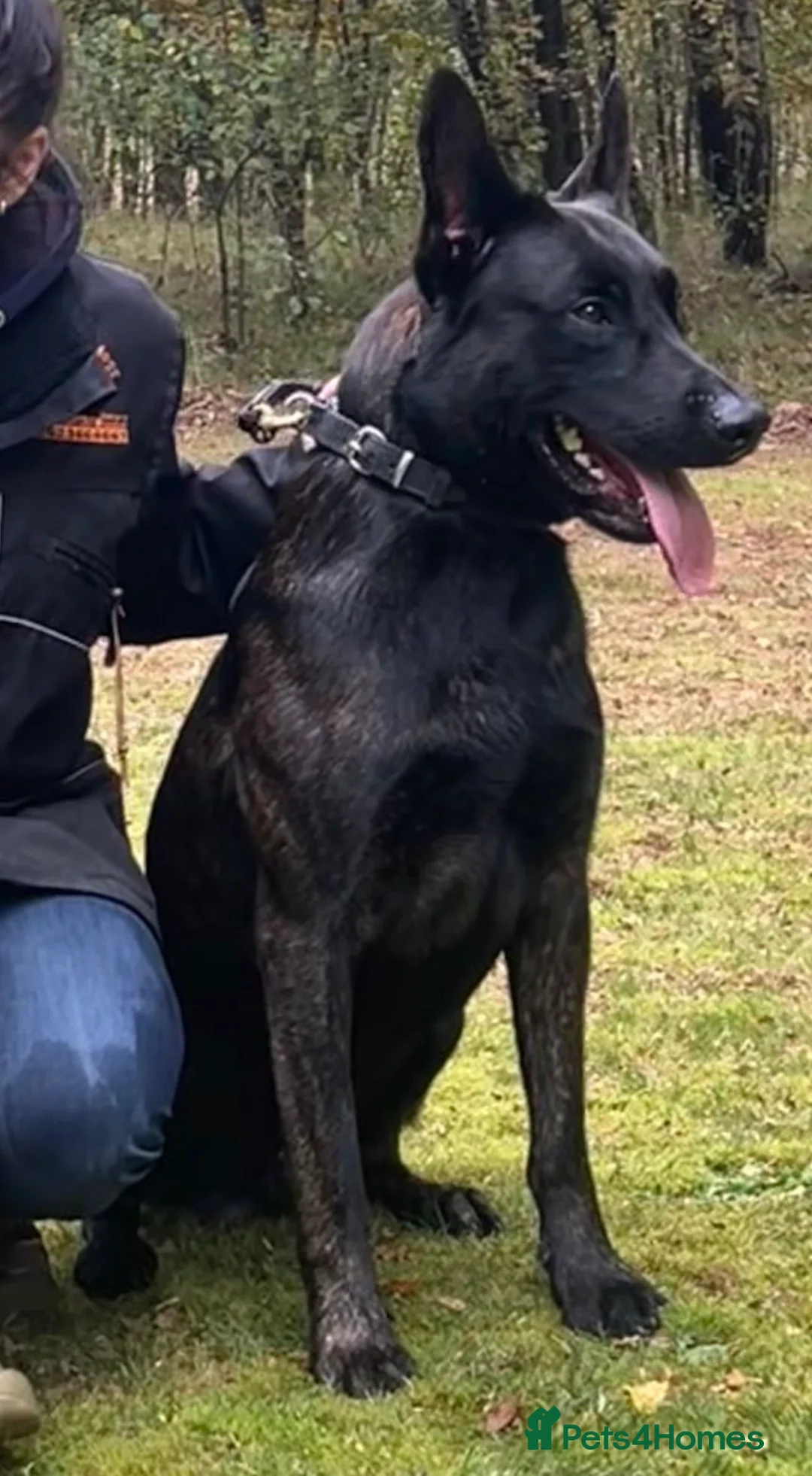 Belgian Shepherd Dog dogs for sale: Champion lines Dutch herder / Malinois puppies  - Advert 6