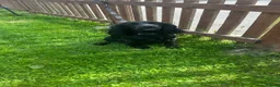 Cockapoo dogs for sale: F1 cockerpoo puppies  in Sittingbourne - Advert 1