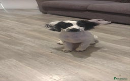 Sprocker dogs for sale: Female  - Image 1