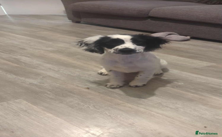 Sprocker dogs - Advert 2