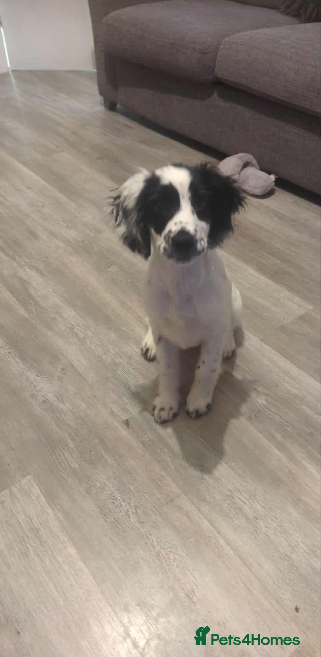 Sprocker dogs for sale: Female  - Image 1