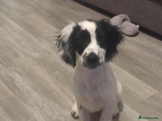 Sprocker dogs - Advert 8