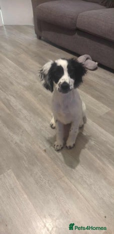 Sprocker dogs - Advert 1