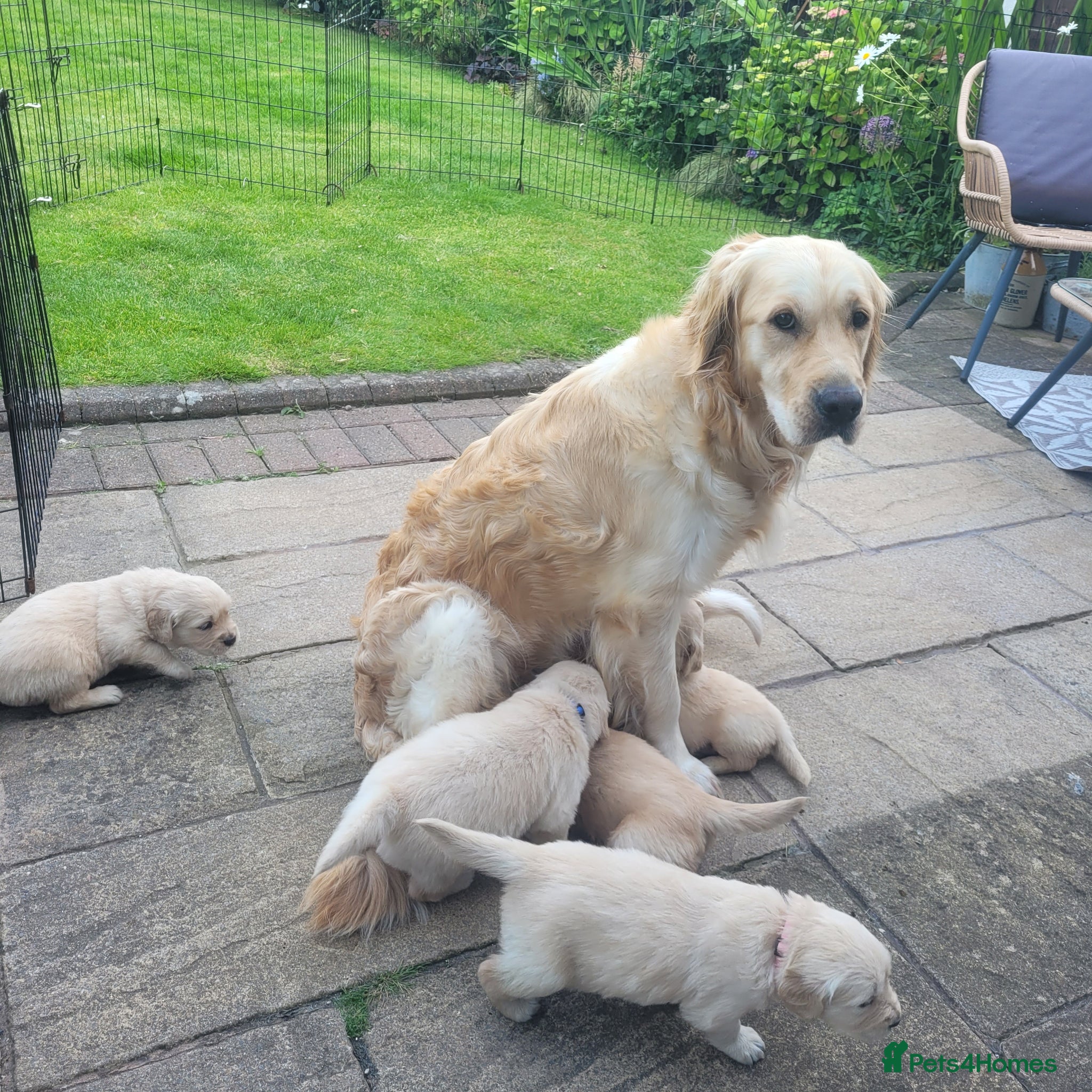 Golden Retriever dogs for sale: KC Registered Health Tested Golden Retriever Pups in Chester - Advert 4