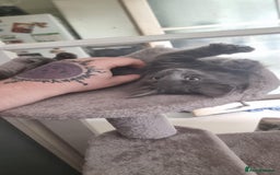Mixed Breed cats for sale: Loving kittens for sale - Image 4