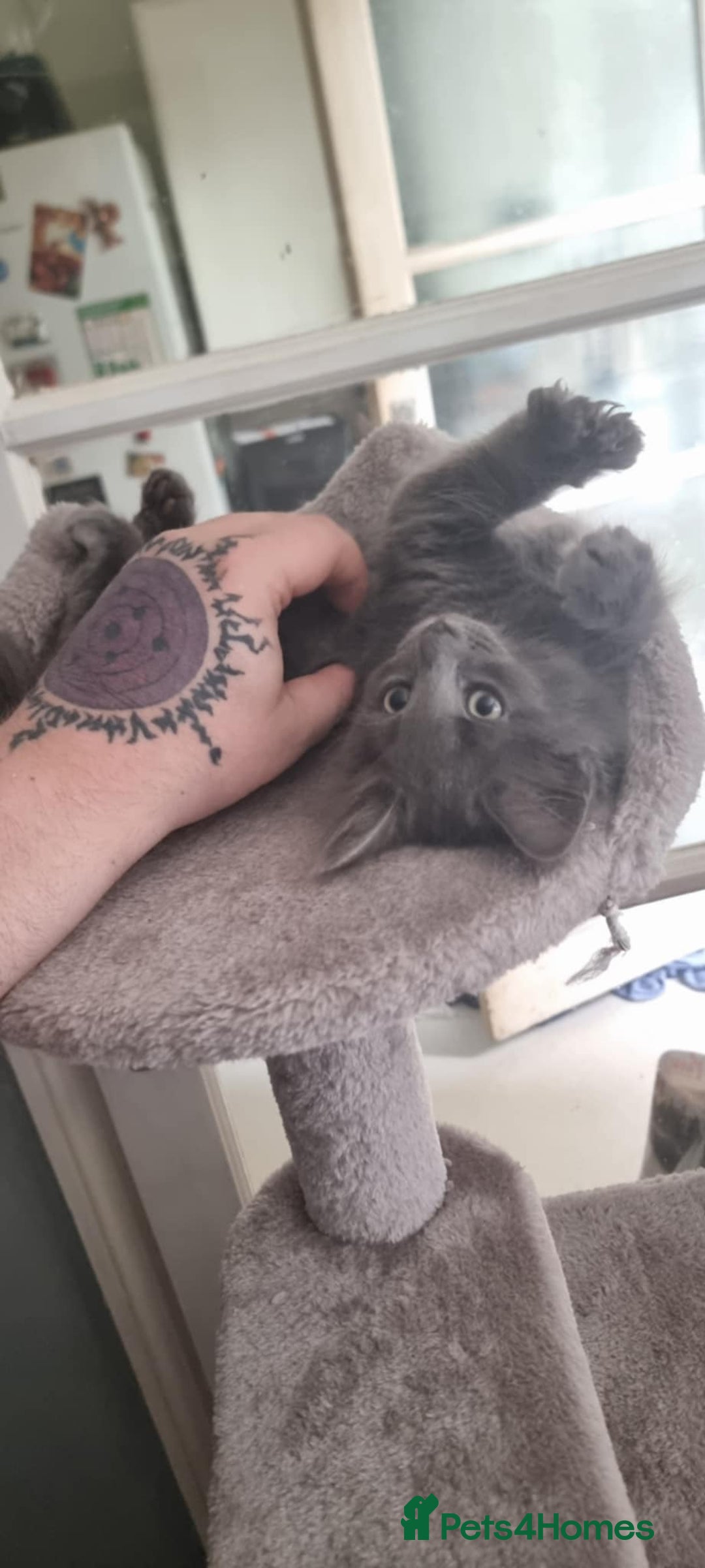 Mixed Breed cats for sale: Loving kittens for sale - Image 4