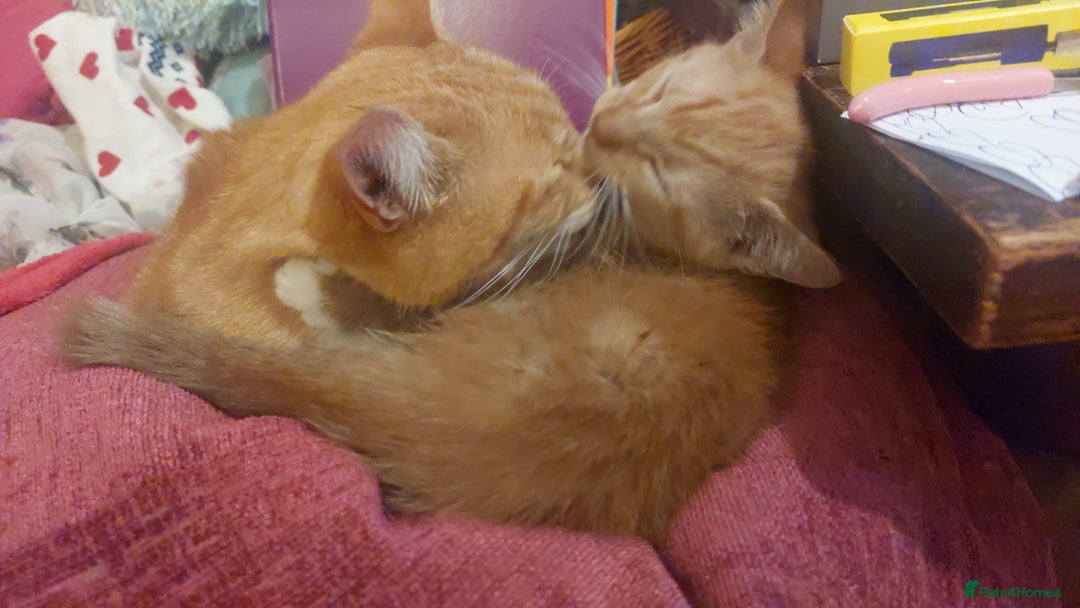 Mixed Breed cats for sale: Lovely Kittens 😻 - Image 3