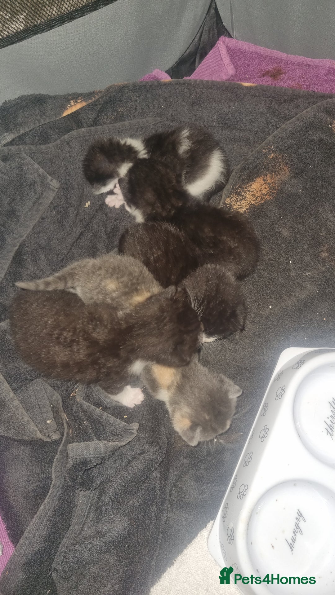 Mixed Breed cats for sale: Kittens for sale beautiful  - Image 8