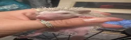 Pygmy Hedgehog rodents for sale: Pygmy hedgehogs  - Advert 5