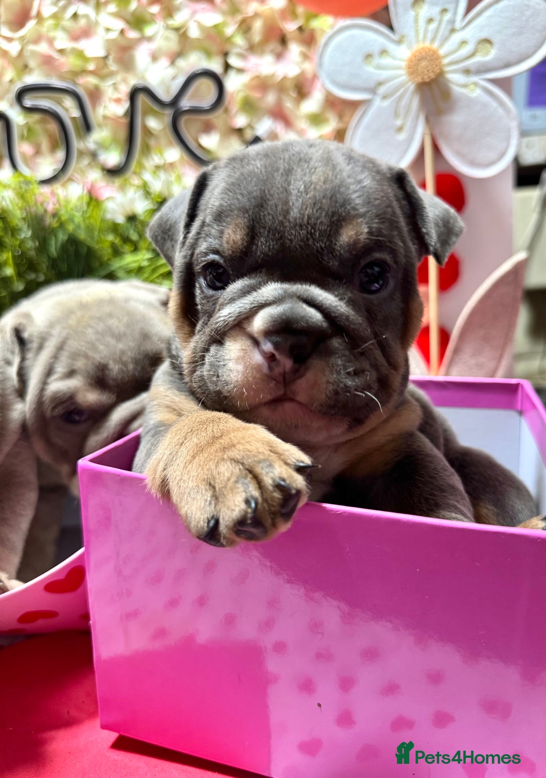 English Bulldog dogs for sale: Elite KC Registered English Bulldog Puppies - Advert 12