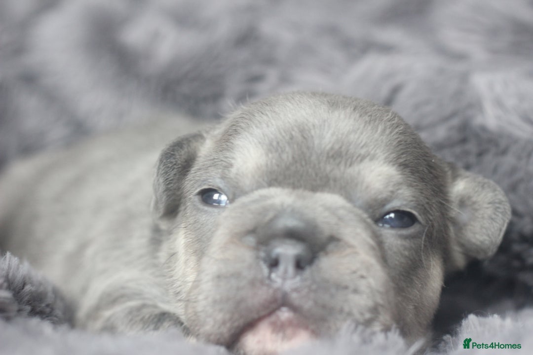 French Bulldog dogs for sale: Stunning French bulldog puppies  - Advert 24