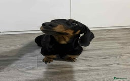 Dachshund dogs for sale: Dachshund  - Image 9