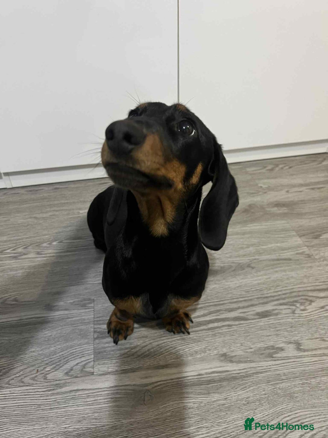 Dachshund dogs for sale: Dachshund  - Image 9