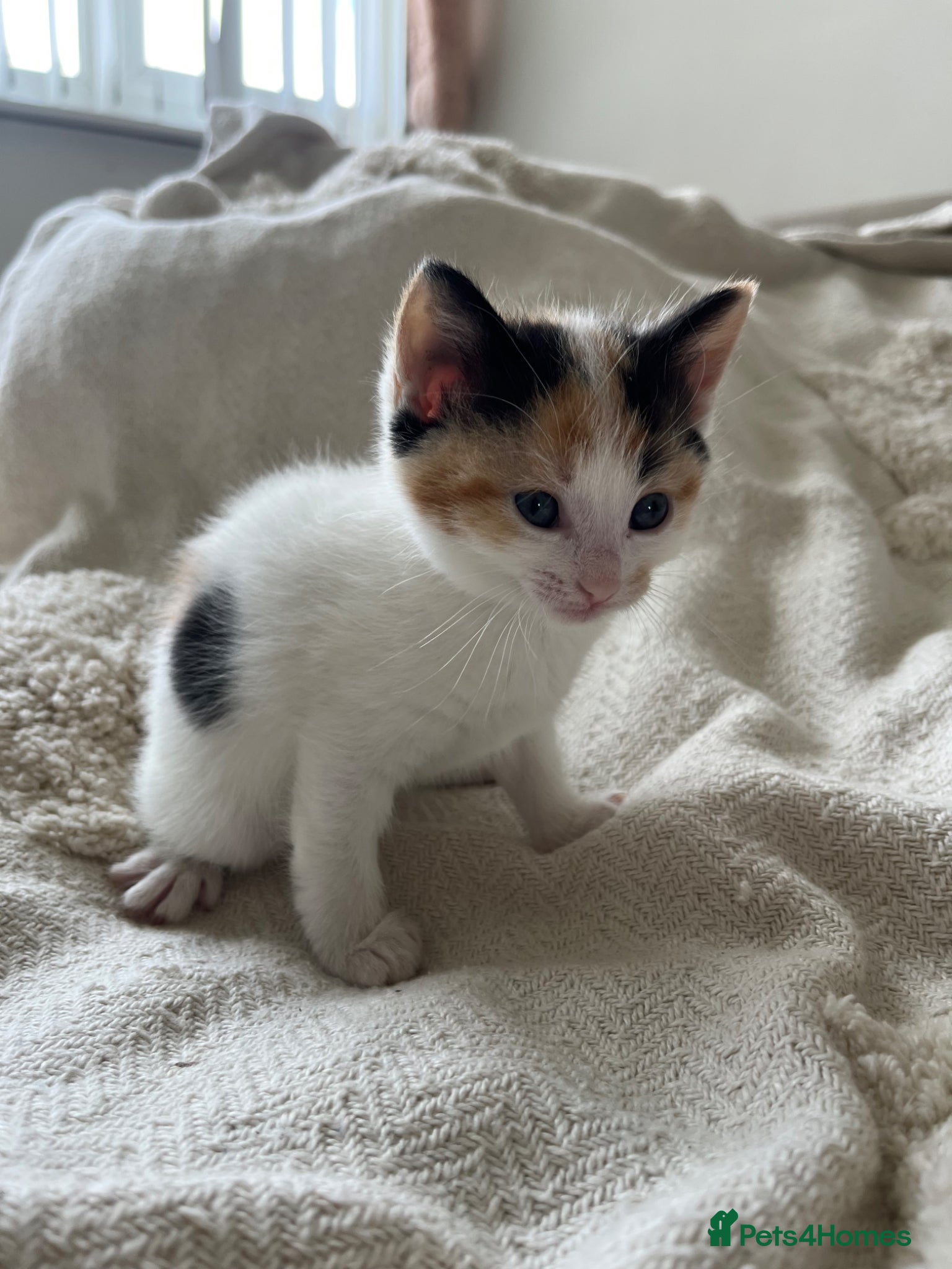 Mixed Breed cats for sale: 6 friendly and playful kittens - Advert 8