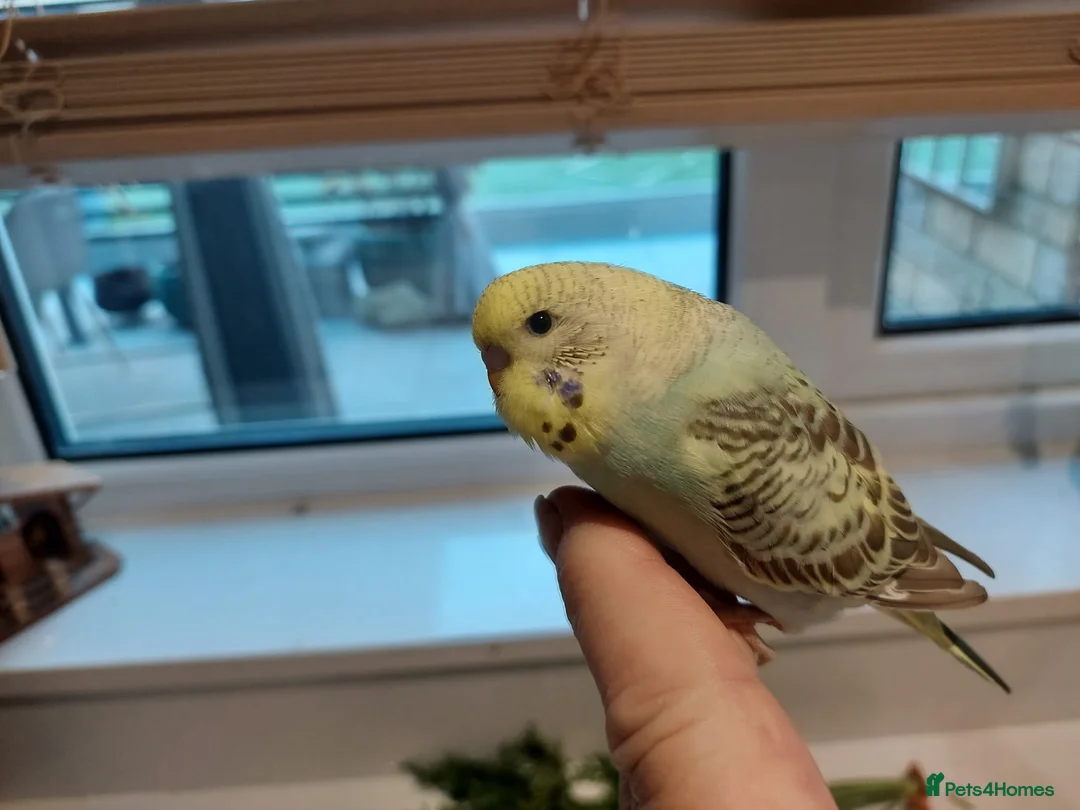 Budgerigars birds for sale: Tame Baby Budgies SOLD - Advert 11